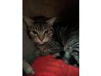 Adopt Sylvester a Tabby