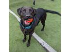 Adopt Buddha a Labrador Retriever