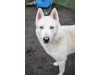 Adopt Loki a Husky