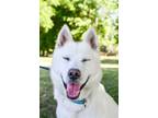 Adopt Tyson a Siberian Husky, Mixed Breed