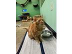 Adopt Winston - Oliver a Domestic Short Hair