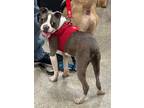 Adopt Spencer a Boston Terrier