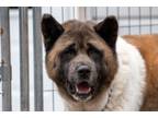 Adopt Bear a Akita