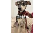 Adopt Shepsky a Husky, German Shepherd Dog