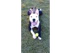 Adopt Buddy the great a Pit Bull Terrier