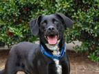 Adopt Skylar a Black Labrador Retriever