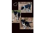 Adopt Harry a Boxer, Australian Cattle Dog / Blue Heeler