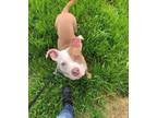Adopt MOSES a American Staffordshire Terrier