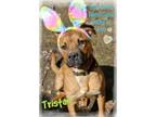 Adopt Tristan a Boxer