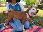 Adopt Riley a Beagle, American Foxhound