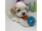 Mal-Shi Puppy for sale in Dacula, GA, USA