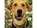 Adopt Walnut a Great Dane, Labrador Retriever