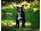 Adopt Bandit a Australian Cattle Dog / Blue Heeler, Labrador Retriever