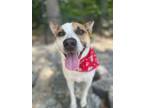 Adopt Leroy a Cattle Dog