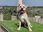 Adopt Kane a Pug, Pit Bull Terrier