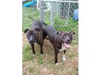 Adopt Fiji & Victory (bonded pair) a American Staffordshire Terrier