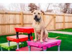 Adopt Big Sur a Pit Bull Terrier