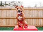Adopt Red Bull a Pit Bull Terrier