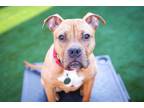 Adopt Corduroy a Pit Bull Terrier