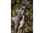 Adopt Jesse a American Staffordshire Terrier