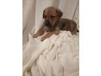 Adopt Darby a Labrador Retriever, Mixed Breed