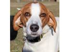 Adopt Chase a Foxhound