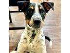 Adopt Gumbo a Rat Terrier