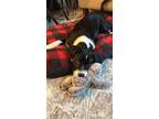 Adopt DURIAN a Australian Shepherd, Hound