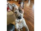 Adopt KRUZ a Australian Cattle Dog / Blue Heeler