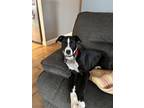 Adopt DORITO a Australian Shepherd, Hound