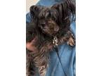 Adopt Coco a Yorkshire Terrier