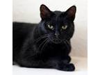 Adopt Barney a Domestic Short Hair