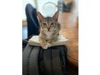 Adopt Socks a Domestic Short Hair, Tabby