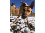 Adopt Charlie a Black Mouth Cur