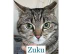 Adopt Zuku a Domestic Short Hair