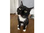 Adopt Moon a Domestic Short Hair