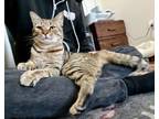 Adopt Mango a Domestic Short Hair, Bengal