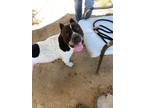 Adopt Alamo a Pit Bull Terrier
