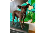 Adopt Trapper a Chocolate Labrador Retriever, Doberman Pinscher