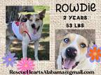 Adopt Rowdie a Carolina Dog