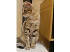 Adopt Twix a Bengal, Abyssinian