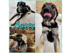 Adopt Bugsy a Rottweiler