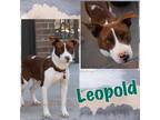 Adopt Leopold a Catahoula Leopard Dog