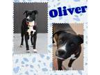 Adopt Oliver a Staffordshire Bull Terrier