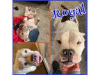 Adopt Royal a Pit Bull Terrier