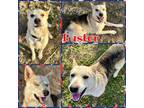 Adopt Buster a Husky