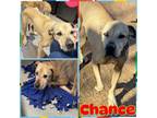 Adopt Chance a Great Dane