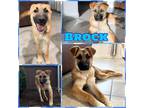 Adopt Brock a German Shepherd Dog