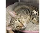 Adopt Queen Barbee a Domestic Short Hair