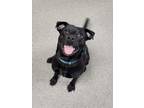 Adopt Shadow a Mixed Breed